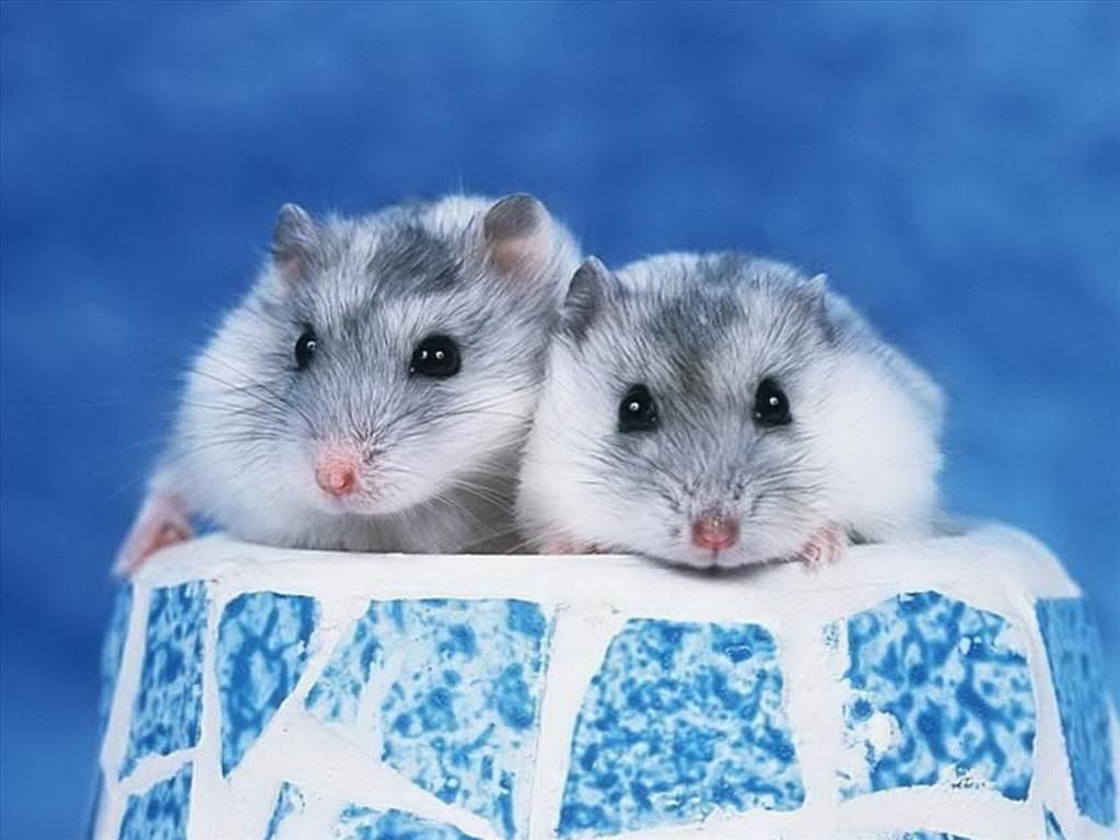 Hình ảnh chuột hamster