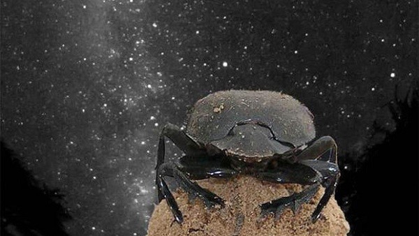 Hình ảnh của con bọ cánh cứng