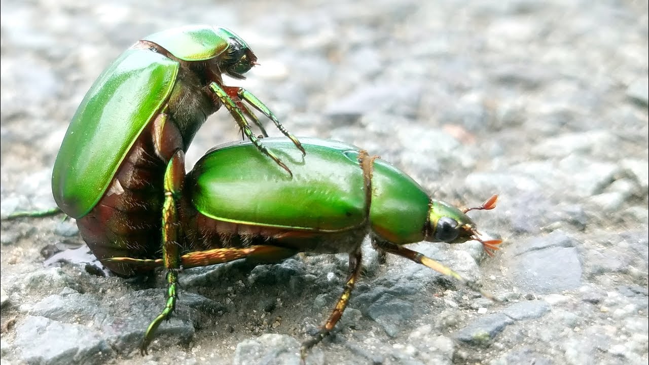 Hình ảnh con bọ hung