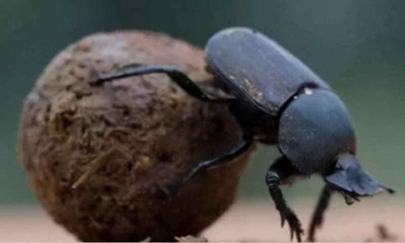 Hình ảnh của con bọ cánh cứng