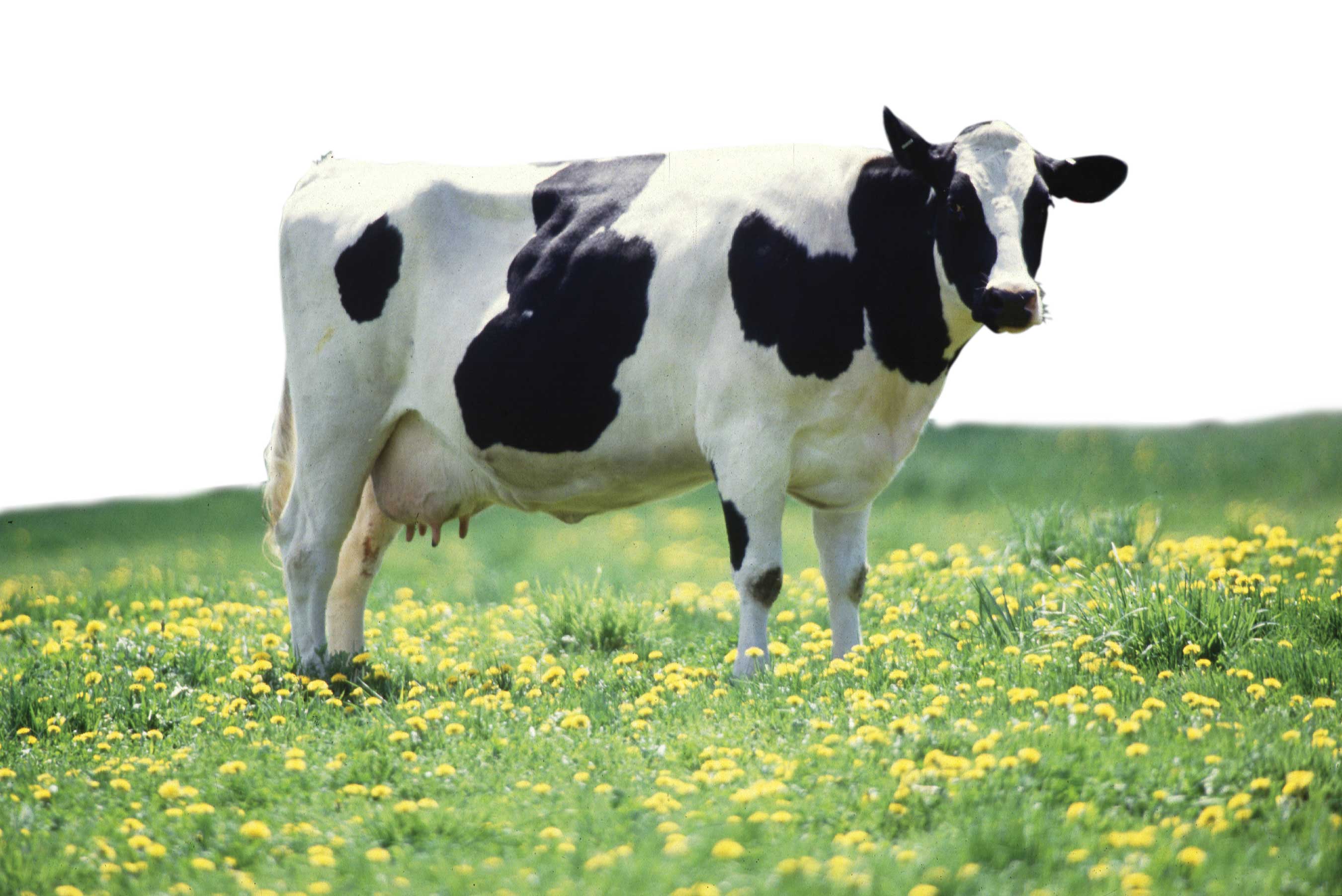 Hình ảnh con bò sữa