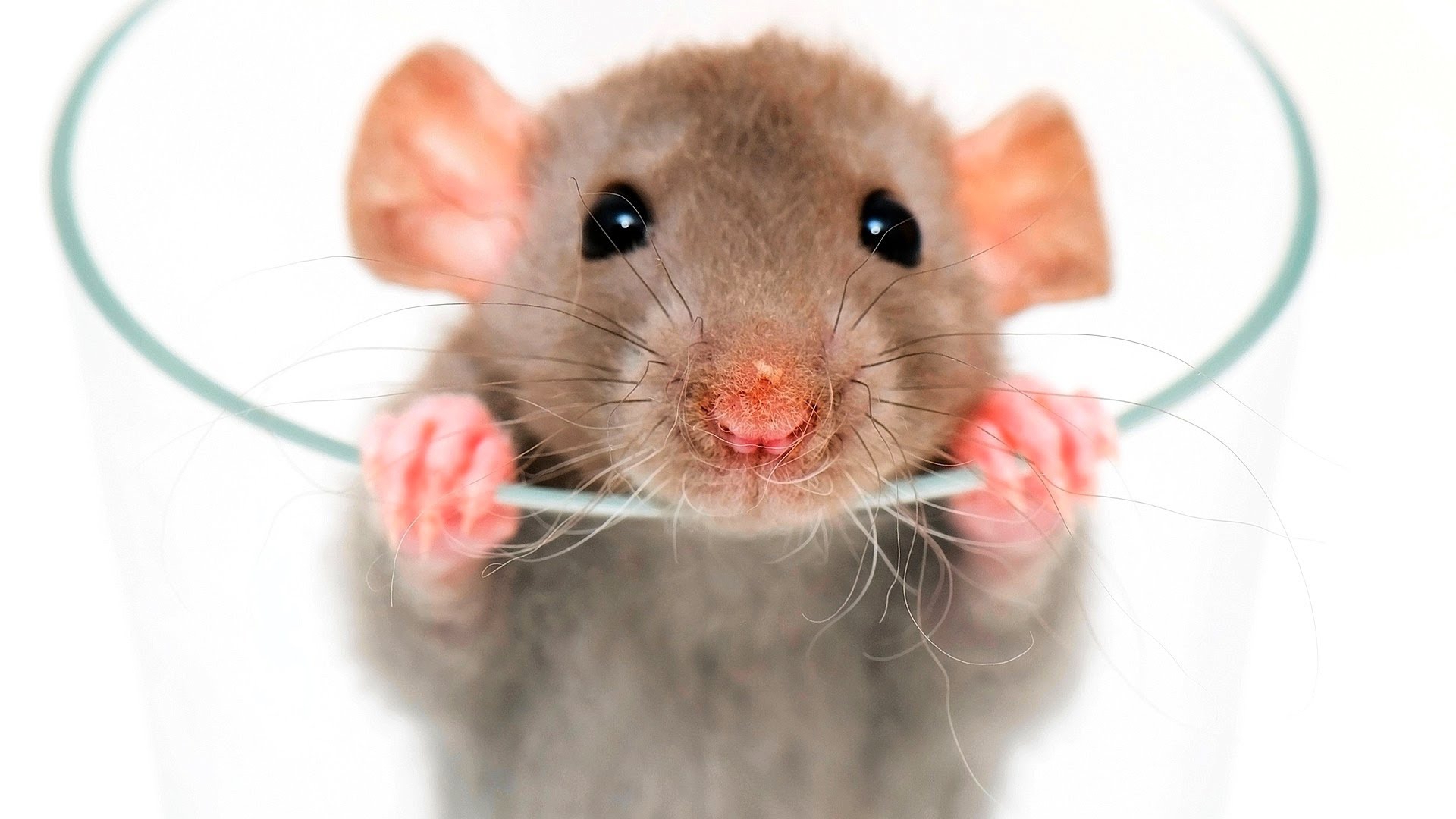 Hình ảnh con chuột đẹp nhất