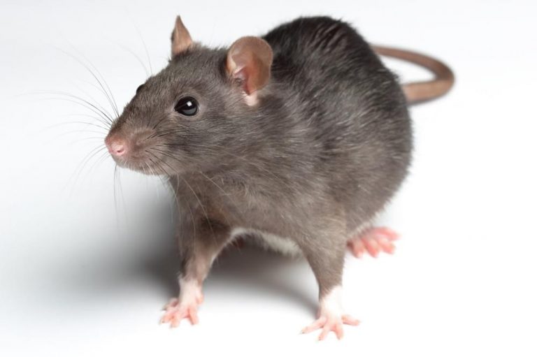 Hình ảnh con chuột cute