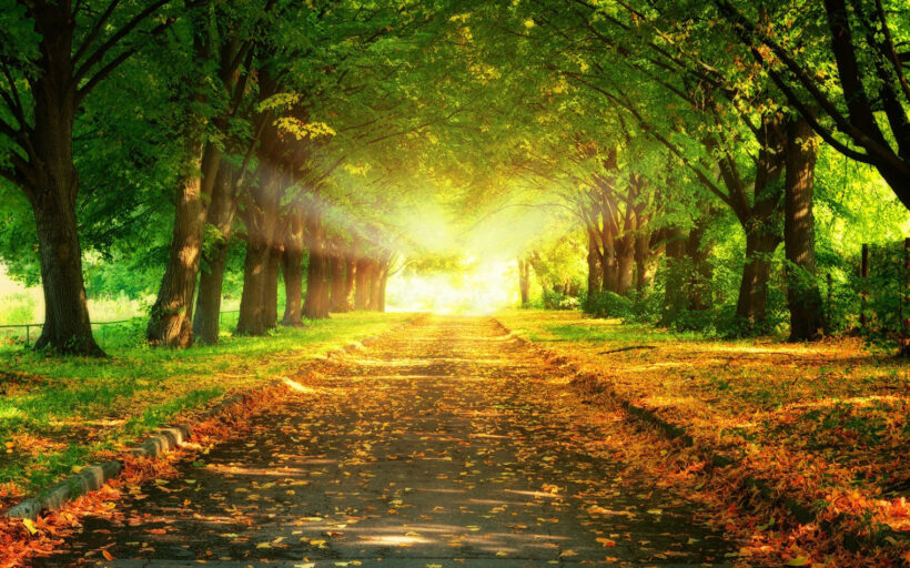 Hình ảnh con đường mùa thu lá rụng