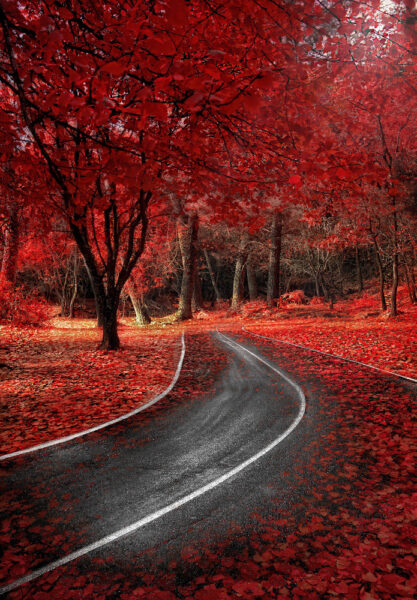 hình ảnh con đường mùa thu lá đỏ