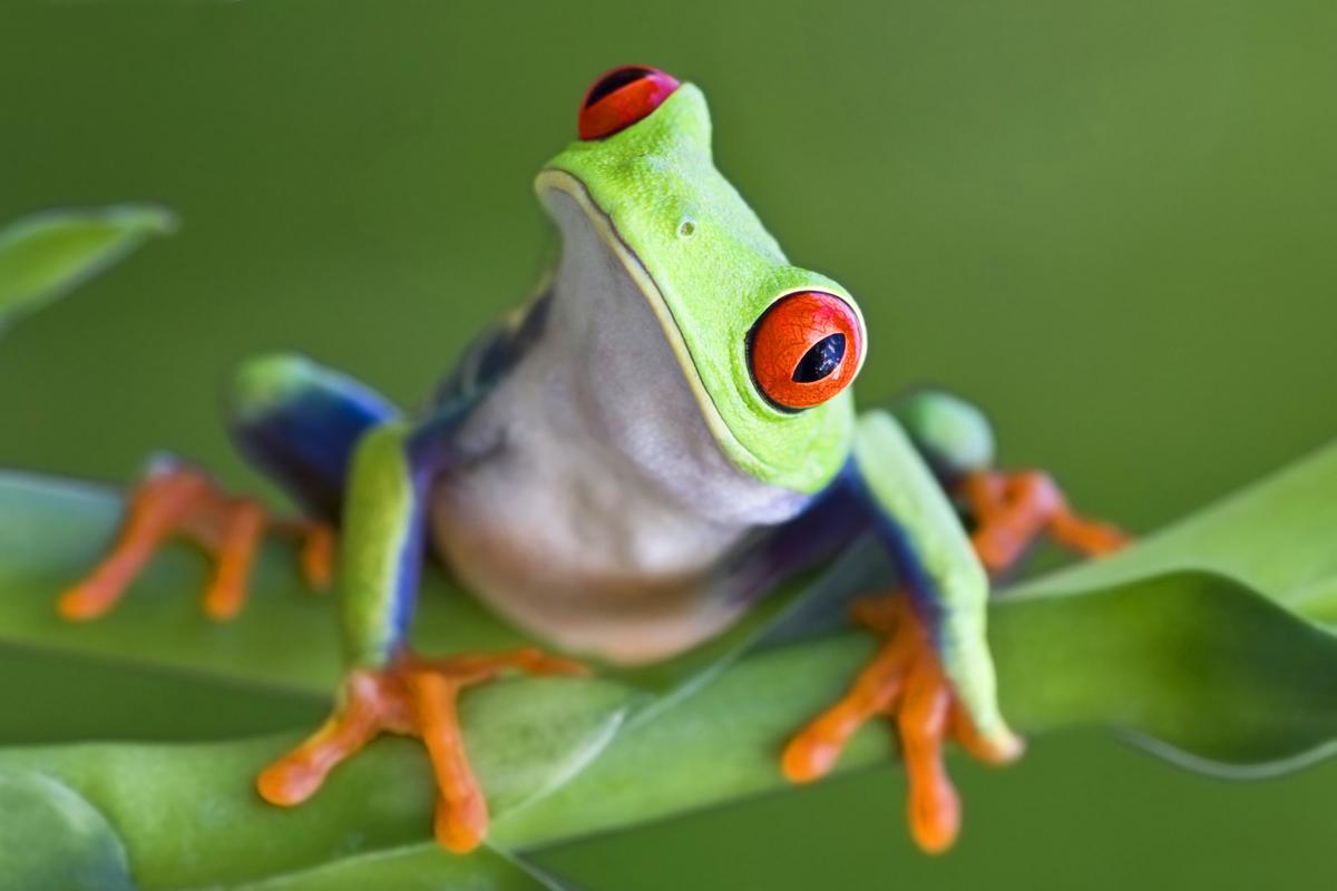 Hình ảnh con ếch xanh