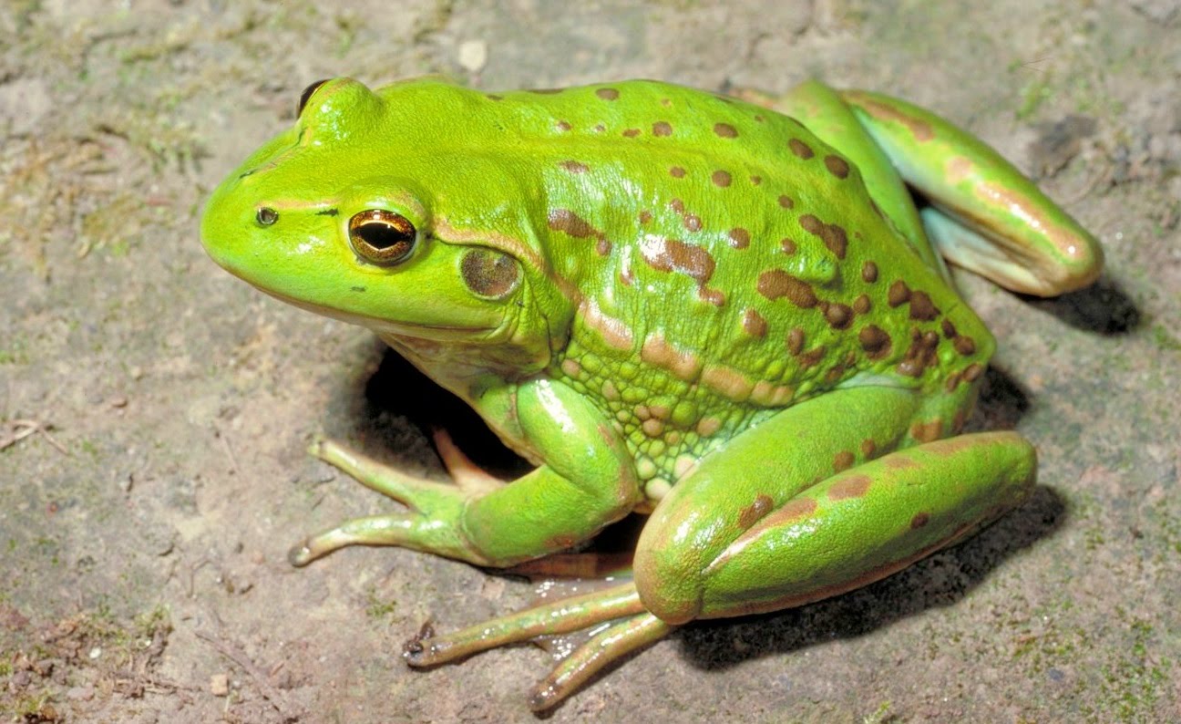 101+ hình ảnh con ếch xanh đẹp, chế ảnh ếch hot hiện nay