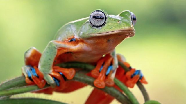 Hình ảnh con ếch xanh