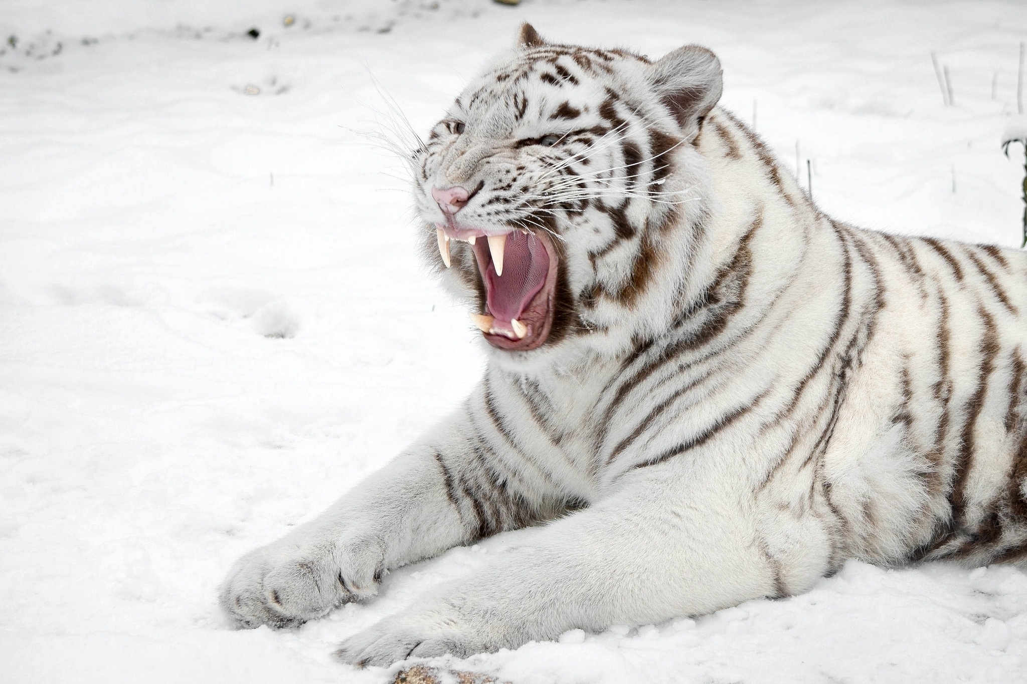 hình ảnh con hổ trắng