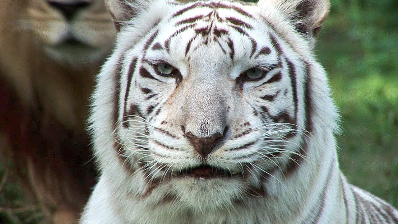 hình ảnh con hổ trắng