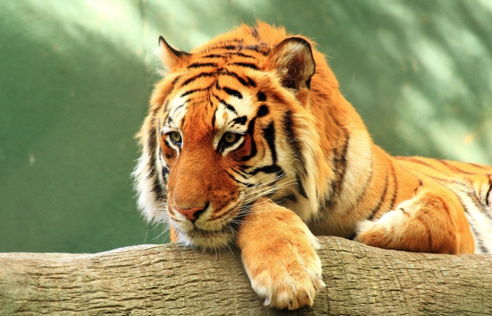 hình ảnh con hổ