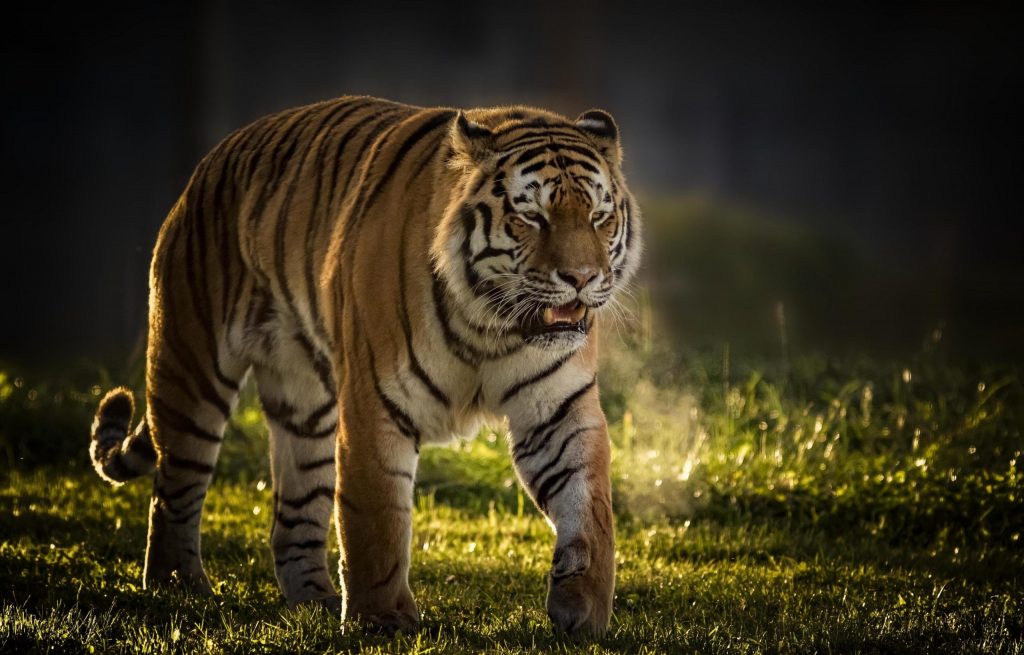 hình ảnh con hổ