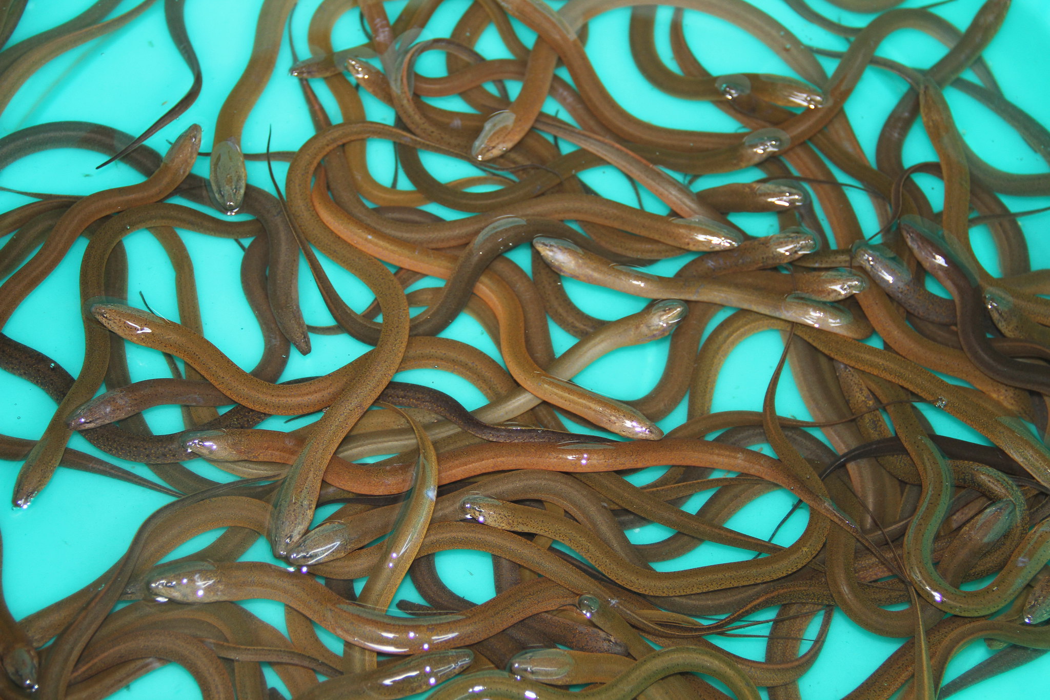 Hình ảnh con lươn điện
