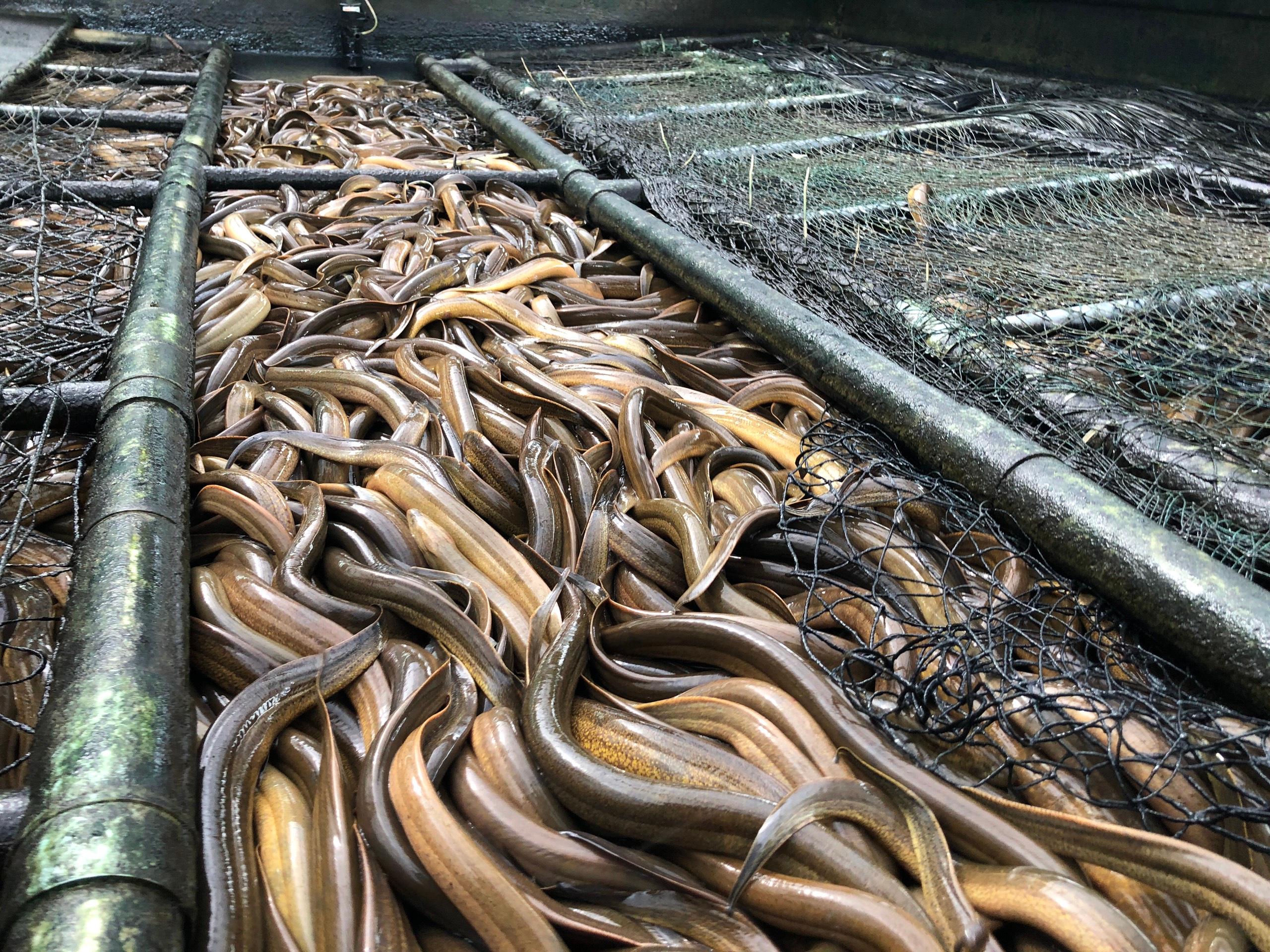 Hình ảnh con lươn đồng