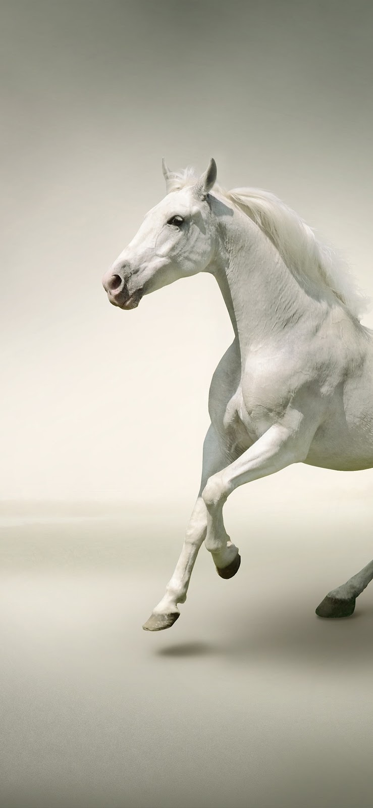 70+ hình ảnh con ngựa trắng mới nhất, được đánh giá cao nhất