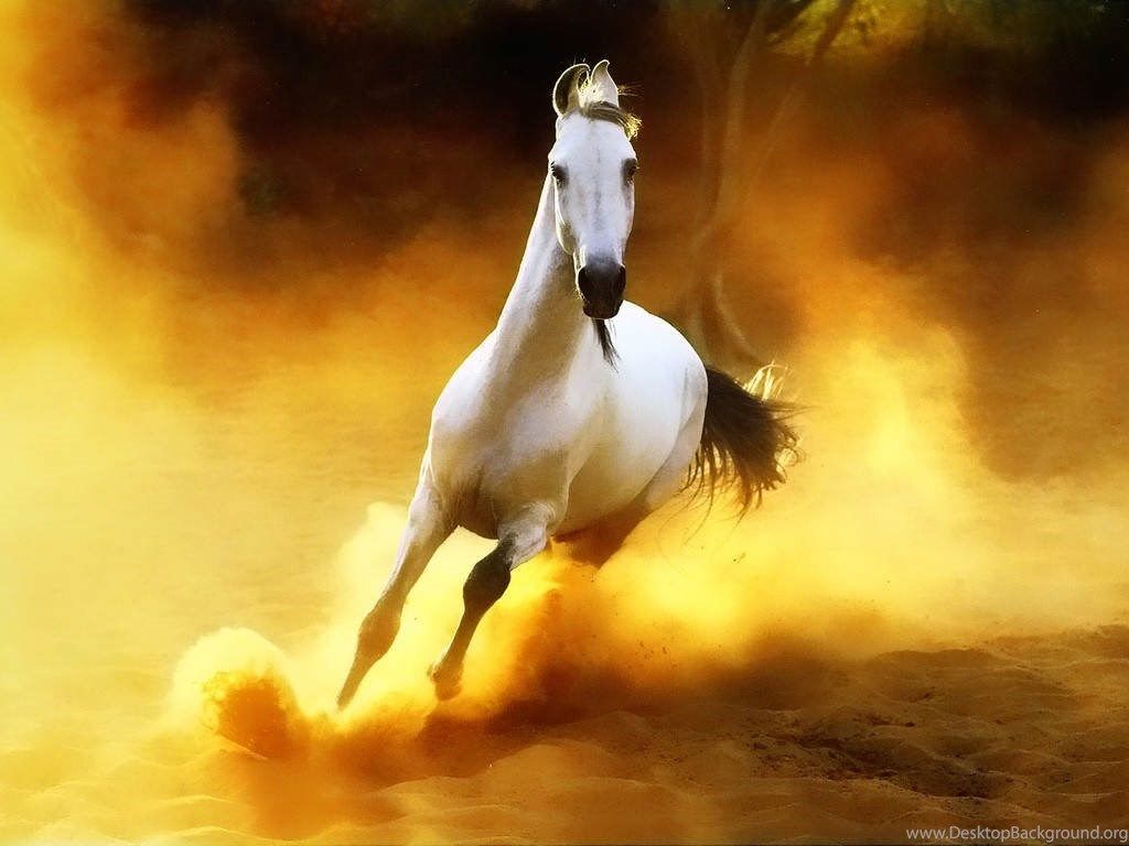 hình ảnh con ngựa trắng