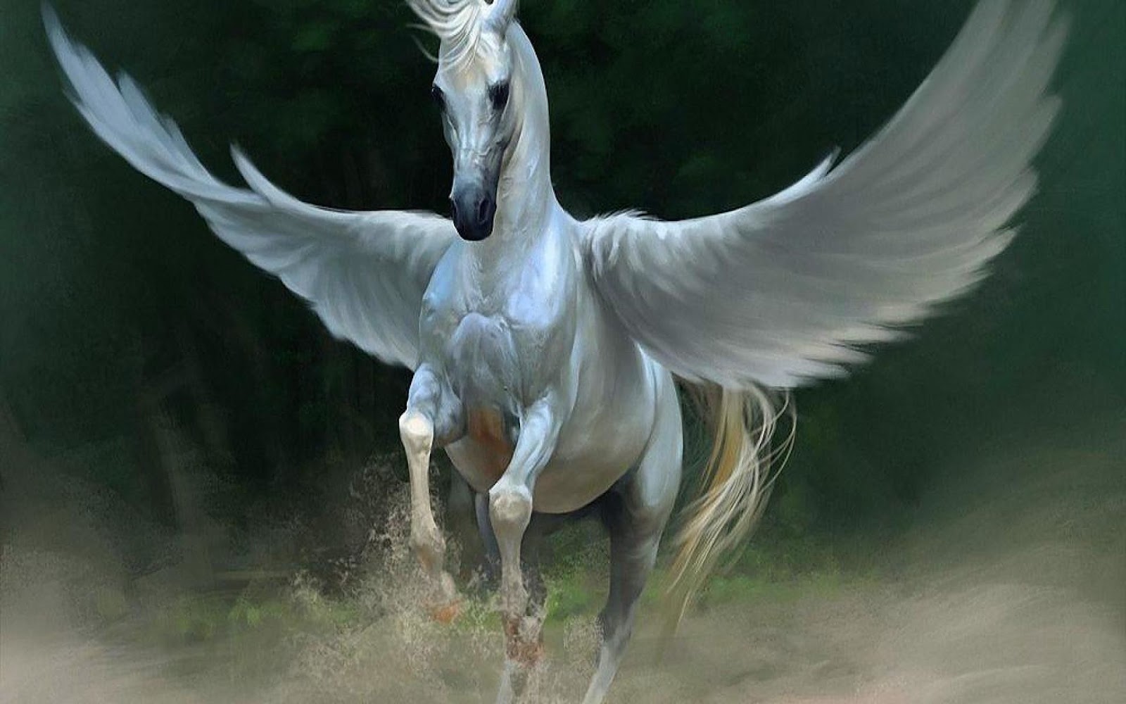 hình ảnh con ngựa trắng