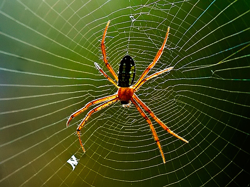 Hình ảnh con nhện độc