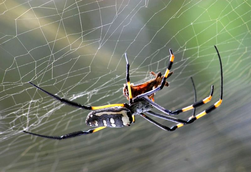 Hình ảnh con nhện khổng lồ