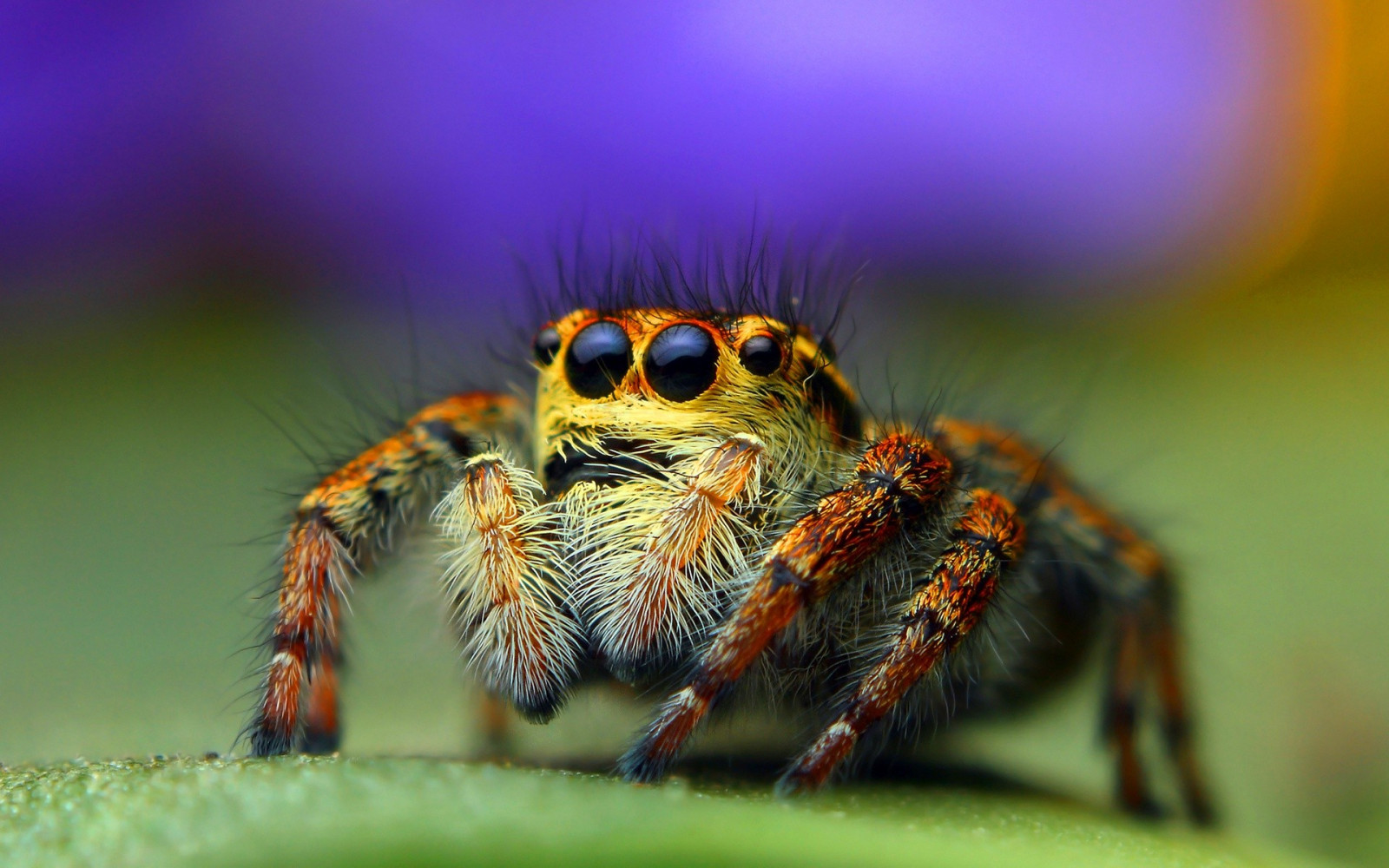 Hình ảnh con nhện halloween