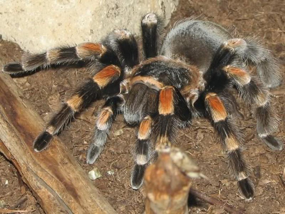 Hình ảnh con nhện đẹp