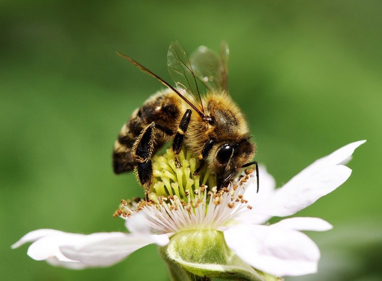 hình ảnh con ong mật