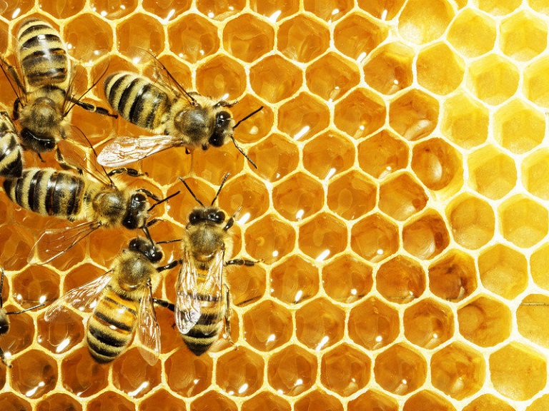 hình ảnh con ong mật