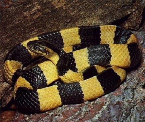 Hình ảnh con rắn cạp nong