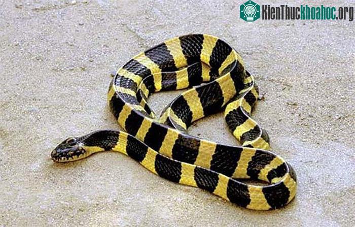 Hình ảnh con rắn cạp nong