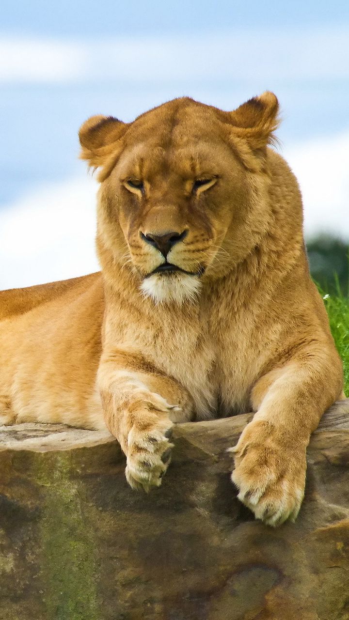 Hình ảnh con sư tử