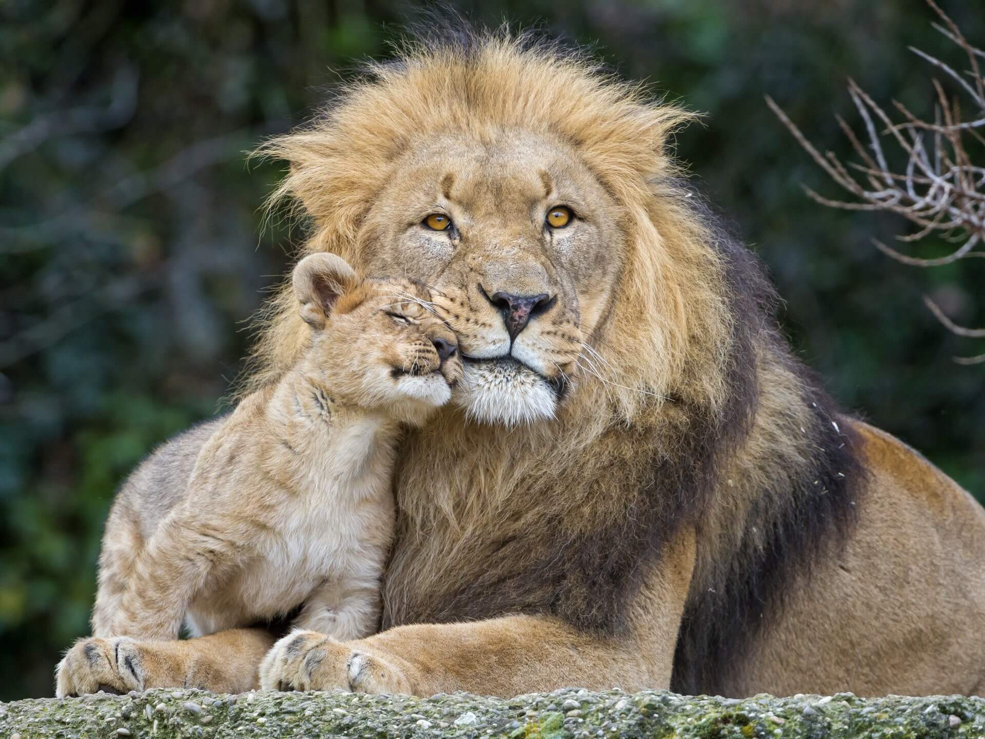 Hình ảnh con sư tử cute