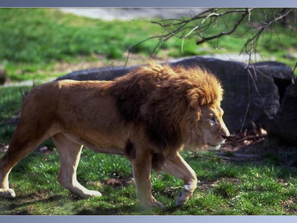 Hình ảnh con sư tử
