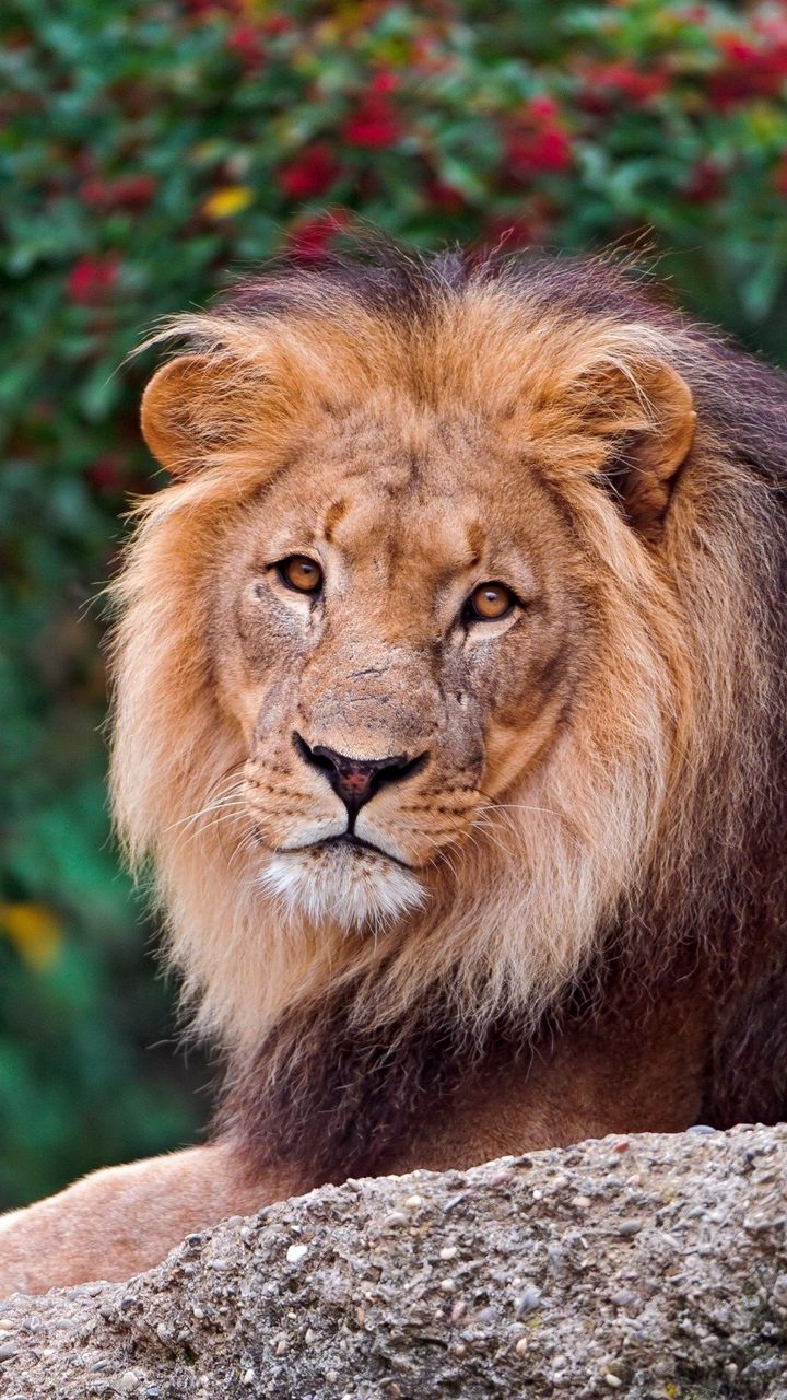 Hình ảnh con sư tử cute