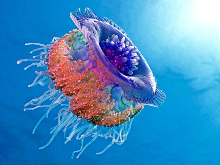 hình ảnh con sứa biển