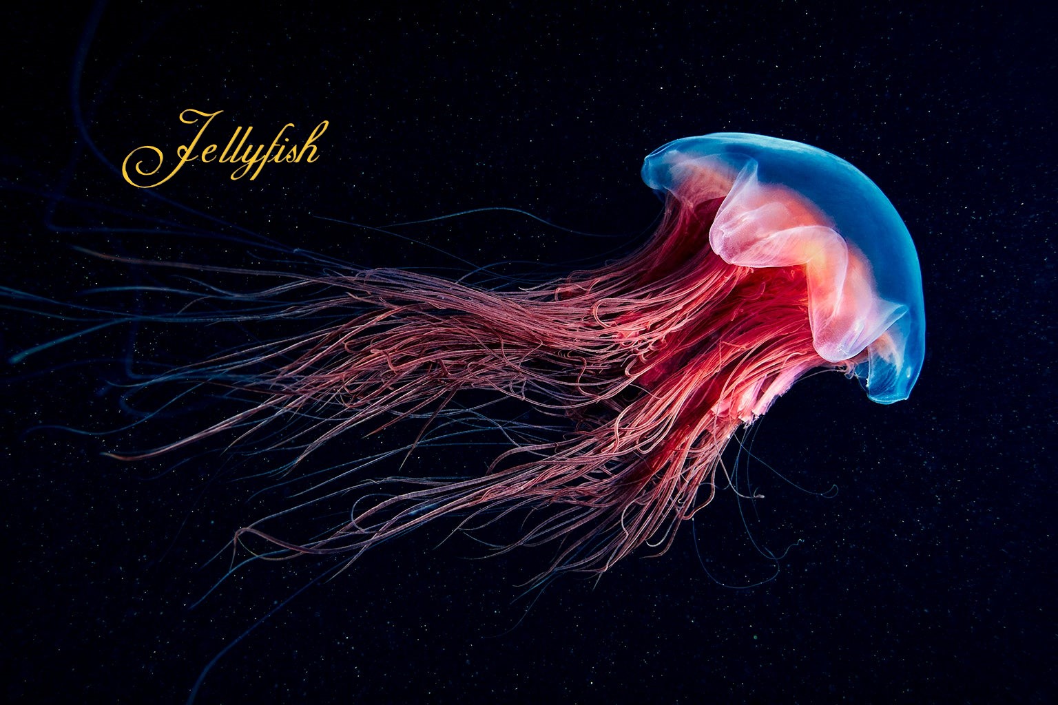hình ảnh con sứa biển