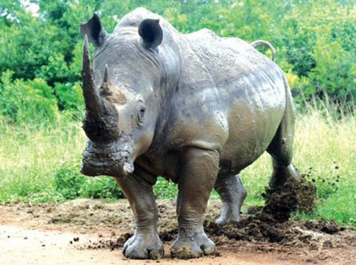 Hình ảnh về con tê giác