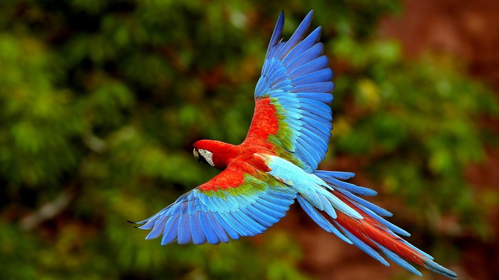 Chim Vẹt của New Guinea - Con Vẹt Đầy Màu Sắc Ảnh Tải png tải về - Miễn phí  trong suốt Vết png Tải về.