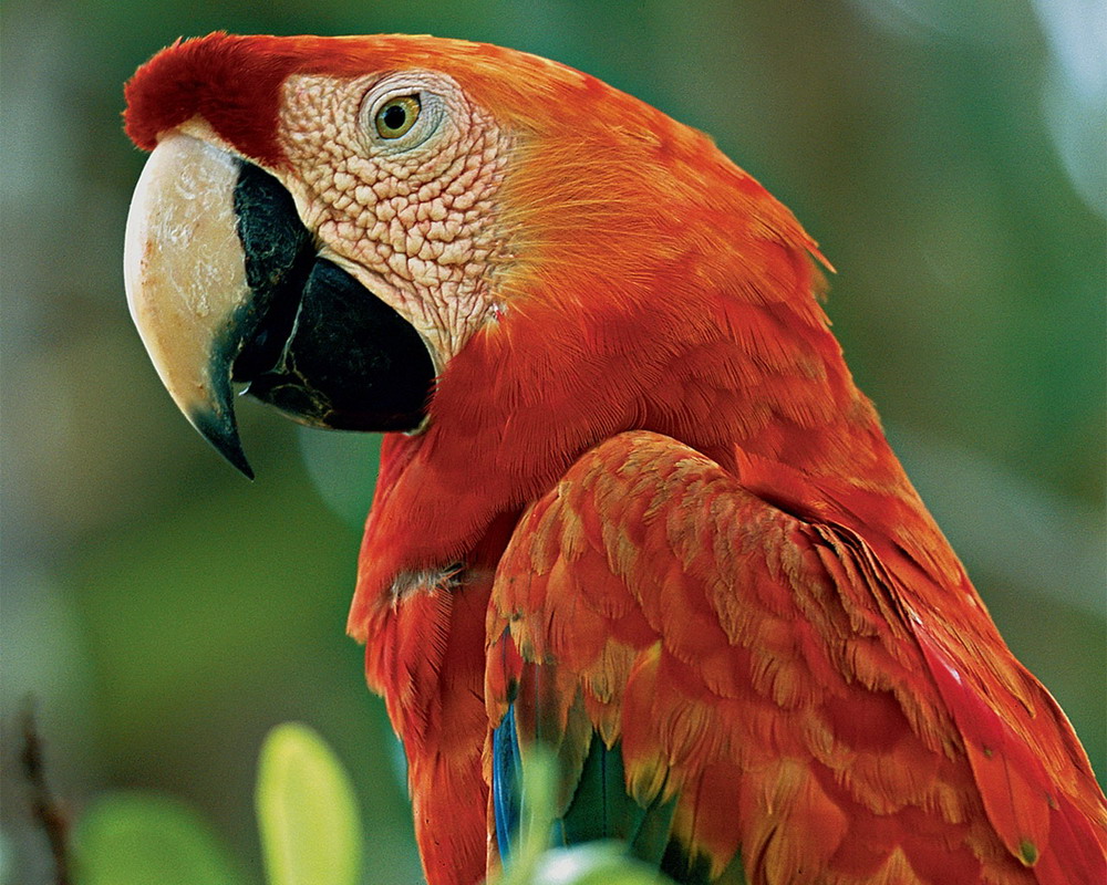 Điểm danh top 10 loài chim đẹp nhất thế giới - KhoaHoc.tv