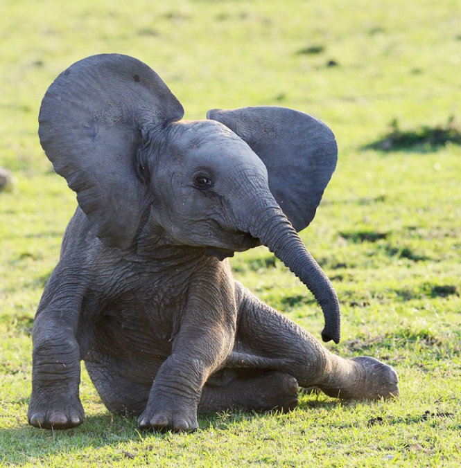 Hình ảnh con voi đẹp nhất thế giới