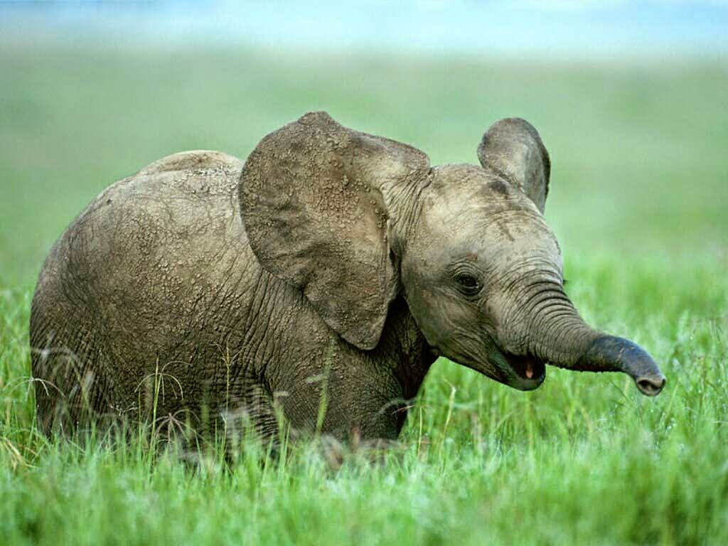 Hình ảnh con voi dễ thương