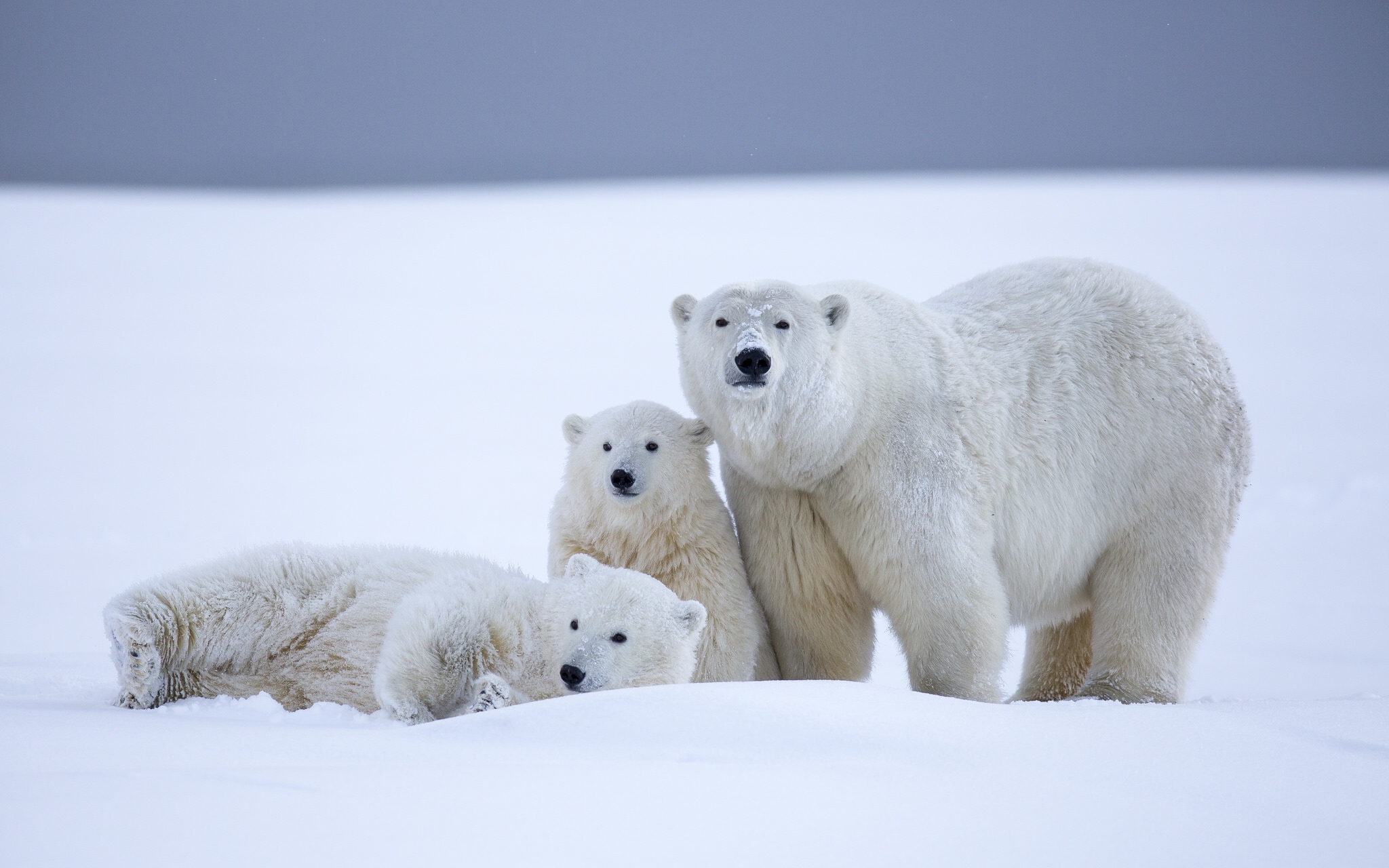 Hình ảnh gấu trắng bắc cực