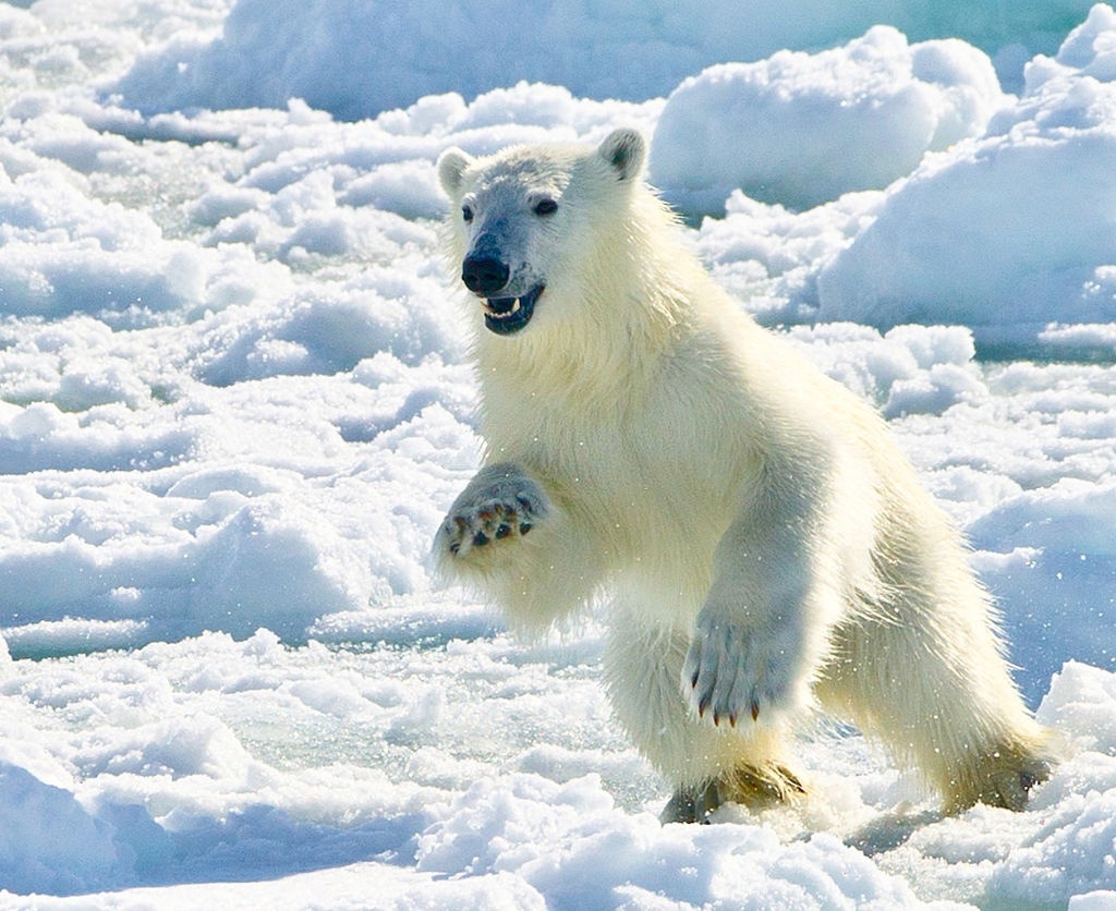 Hình ảnh gấu trắng bắc cực
