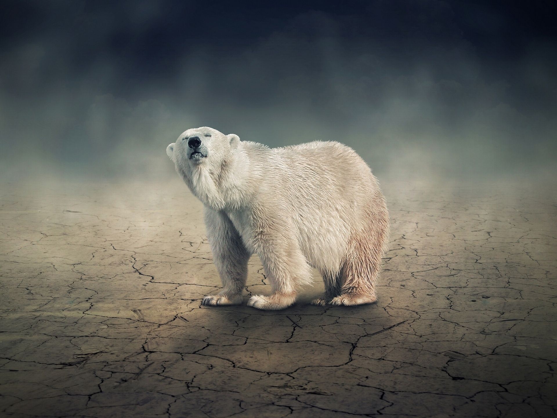 Hình ảnh của gấu bắc cực