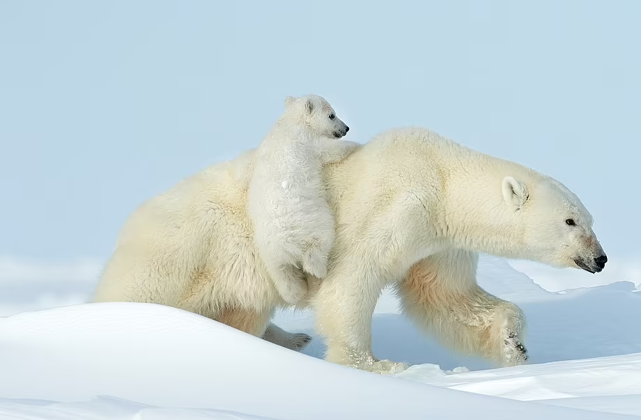 Hình ảnh gấu bắc cực dễ thương