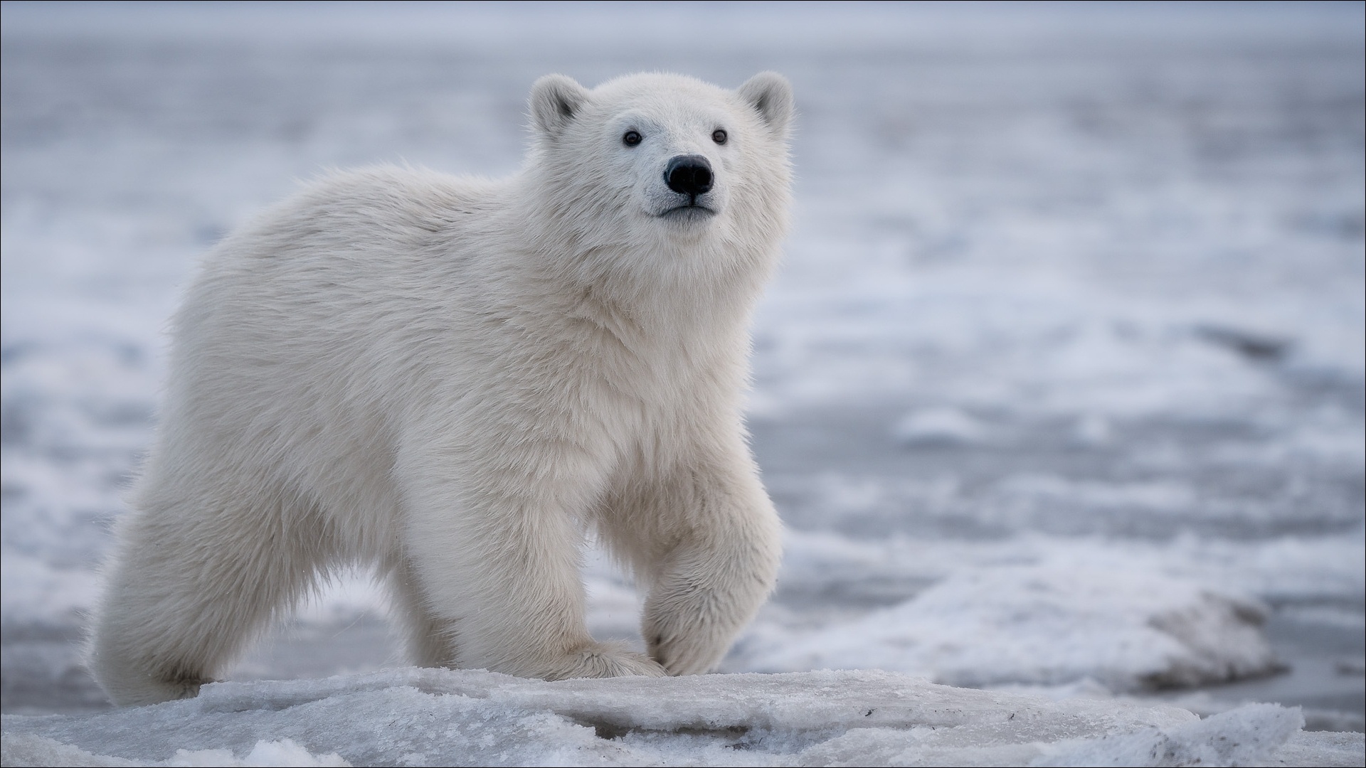 Hình ảnh của gấu bắc cực