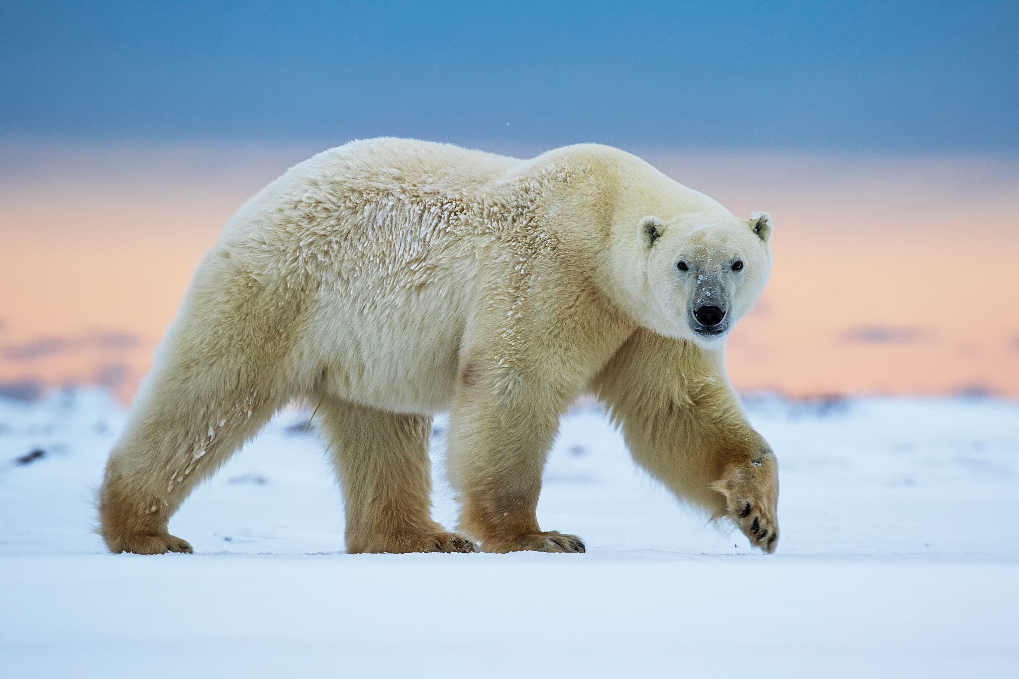 Hình ảnh gấu bắc cực