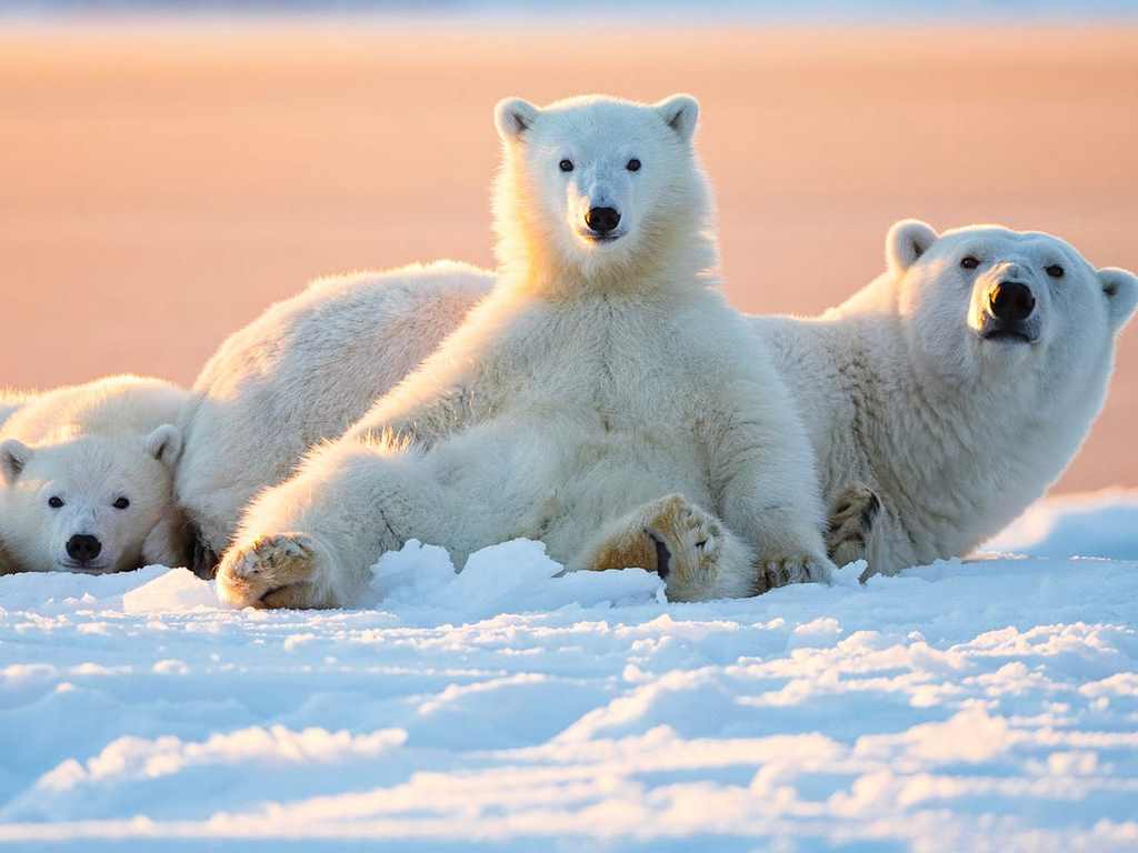 Hình ảnh gấu bắc cực