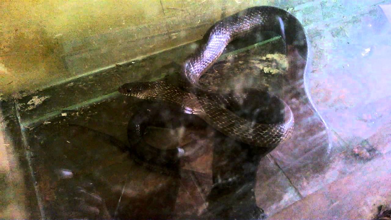 Hình ảnh rắn ráo trâu