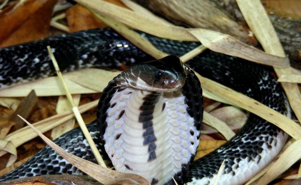 Hình ảnh rắn hổ trâu