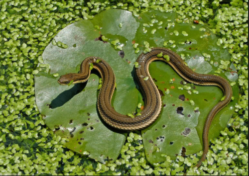 Hình ảnh rắn nước con